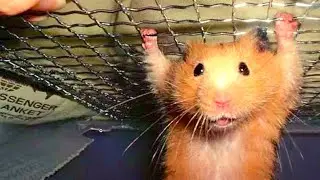 Funny and Cute Hamster Videos Compilation - Funniest Hamsters Of All Time 2022 - #25