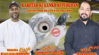 Ustad Waqas|Kabotar Ki Aankh Ki Pehchan|Khalifa Bu Ali|Definition of Eyes|Informative Video |Tips|