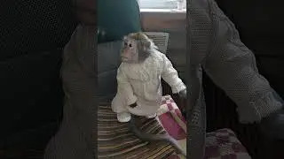 Маша с проверкой🤭🐒 #monkey #petmonkey #обезьяна #экзотика #animals #зоо