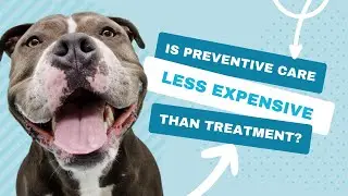 Is Preventive Care Less Expensive Than Treatment for My Dog? | Vet FAQs