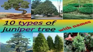 10 types of juniper tree with names