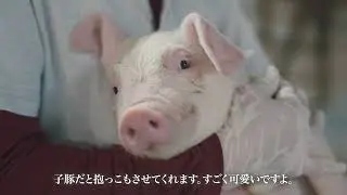 【畜産ジョブ】(熊本・鹿児島)株式会社佐々ファーム_プロモーション動画
