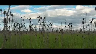 Clouds Over Meadow