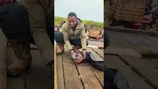 Caught a giant Lung Fish