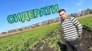 ОРАНКА ГІРЧИЦІ, ТАКИХ СИДЕРАТІВ Я ЩЕ НЕ БАЧИВ