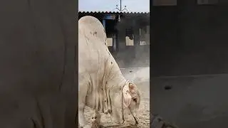 ANGRY BULL 😳 | BAKRA EID | COW MANDI 2023 #shortvideo #bakraeid2023 #eidspecial #angrycowvideo