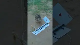 Best Creative and DIY Effective Unique Quail Trapping #animaltrap #birds #ytshorts