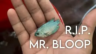 My dwarf gourami passed away (Dwarf Gourami Disease)