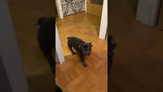 French Bulldog  12 Weeks Old  -Puppy Paco-