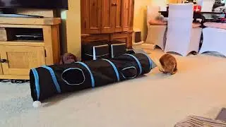 Slow Motion Pussy Cat 314