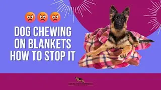 Dog Chewing Blankets: How to Stop It