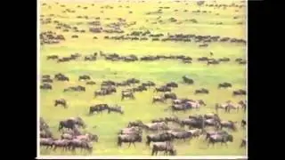 Amazing Animals: Animal Journeys (Part 2 of 2)