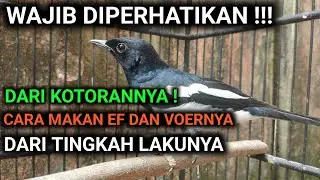 BURUNG KACER BODY KECIL | BURUNG KACER BODY BESAR | OBAT BURUNG KACER KARAK