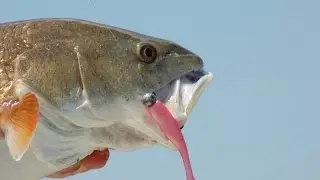 Hottest Fishing Lure Matrix Shad featured in 