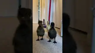 Indian Runner Ducklings (3 days old)