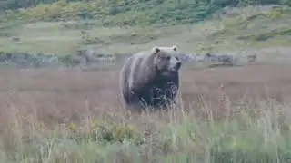 Bear On Sight
