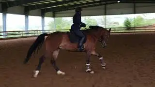 Dressage lesson on Cierra: Green Warmblood mare