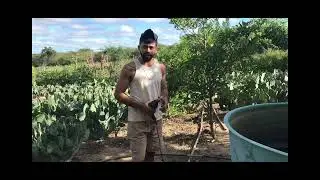 GOTEJAMENTO na PALMA mais um  PROJETO EXEcutado!