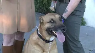San Francisco SPCA rescues animals from overcrowded LA shelters impacted by wildfires