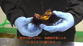自宅で簡単！殻うにのむき方
