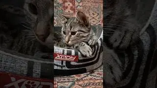 22 декабря 2025 г. Покупки на Новый Год 🤣