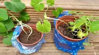 How to repot Chinese cumra/ transplant Chinese winter melon plants Shoker Bagan UK #Chinese