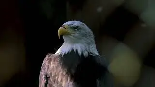 Eagle   98577