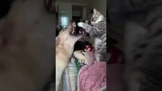 Породистый кот или беспородный🤔 #music #веселыекоты #cat #прикольныекоты