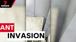 Ant infestation cases increase as Sydney's weather gets hotter and more humid | 7NEWS