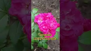 Чем отличаются мускусные розы? #розы #сорт #цветы #р_е_к_о_м_е_н_д_а_ц_и_и_ #garden #rose #reels