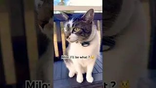 Я всего лишь ребёнок 😹 #шорты