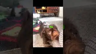 Worlds most ugliest dog?
