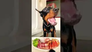 Doberman pinscher Eating Raw Meat Diet Super Cute 😋🥩 #doberman #eating #dog #cute #shorts  #short