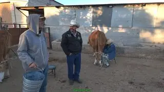 A QUI TRABAJAMOS DEL DIERIO Y NO AY DIA DE DESCANSO ORDEÑAMOS  Y ASEMOS EL QUESO AÑEJO