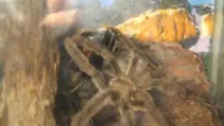 Psalmopoeus cambridgei mating