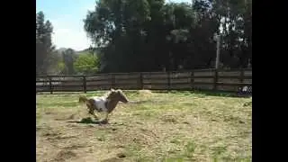 Mini stallion screaming for joy
