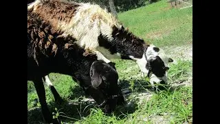 Morning Milking the Sheep//How we Milk our Sheep & Milk Share with Lambs.