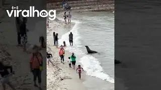 Морской лев из Ла-Хойи переворачивается в песке || ViralHog