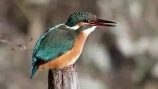 Vodomec