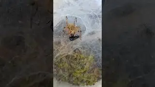Tegenaria Agrestis  🕷️ Hunting #spider #bug