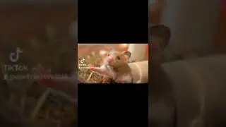 chaves a morte de hamtaro