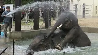 京都市動物園の冬のイベント･ゾウ温泉で発情したオス象がメス象に逃げられまくった後、すねた。【オス象=牙がある象、メス象=ダイブする象】🐘🐘　Elephants at Kyoto Zoo