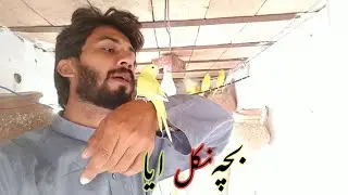 daily village vlog || how did the baby || love birds || funny monkey ||increase vew@villagevlog9225