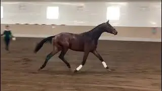 Zico von Bushmatt 2021 CWHBA Stallion Licensing Part 1