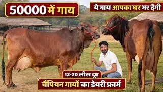 50000 से फॉर्म के दाम शुरू, 6 गाय बिकाऊ, 12 से 20 लीटर दूध 💥 6 Cows Available For Sale, Low Prices 