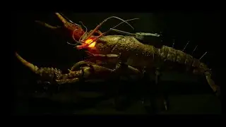 The fighting mode of crayfish is a mechanical modification, the manual modification