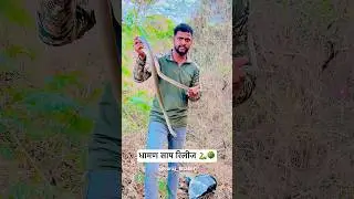 धामण साप release in forest🌳🐍#wildliferescue #snakerelease #shorts #viral