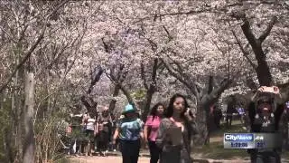 A look at the cherry blossoms in High Park