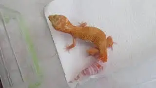 Sunglow TA W&Y leopard gecko, 