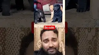 so cute doggy #animals #cute #pets #dog #collaboration #collabvideo #youtubeshort